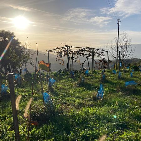 Appartamento Di Vacanza Tra I Vigneti Ponte Cremenaga Exterior foto