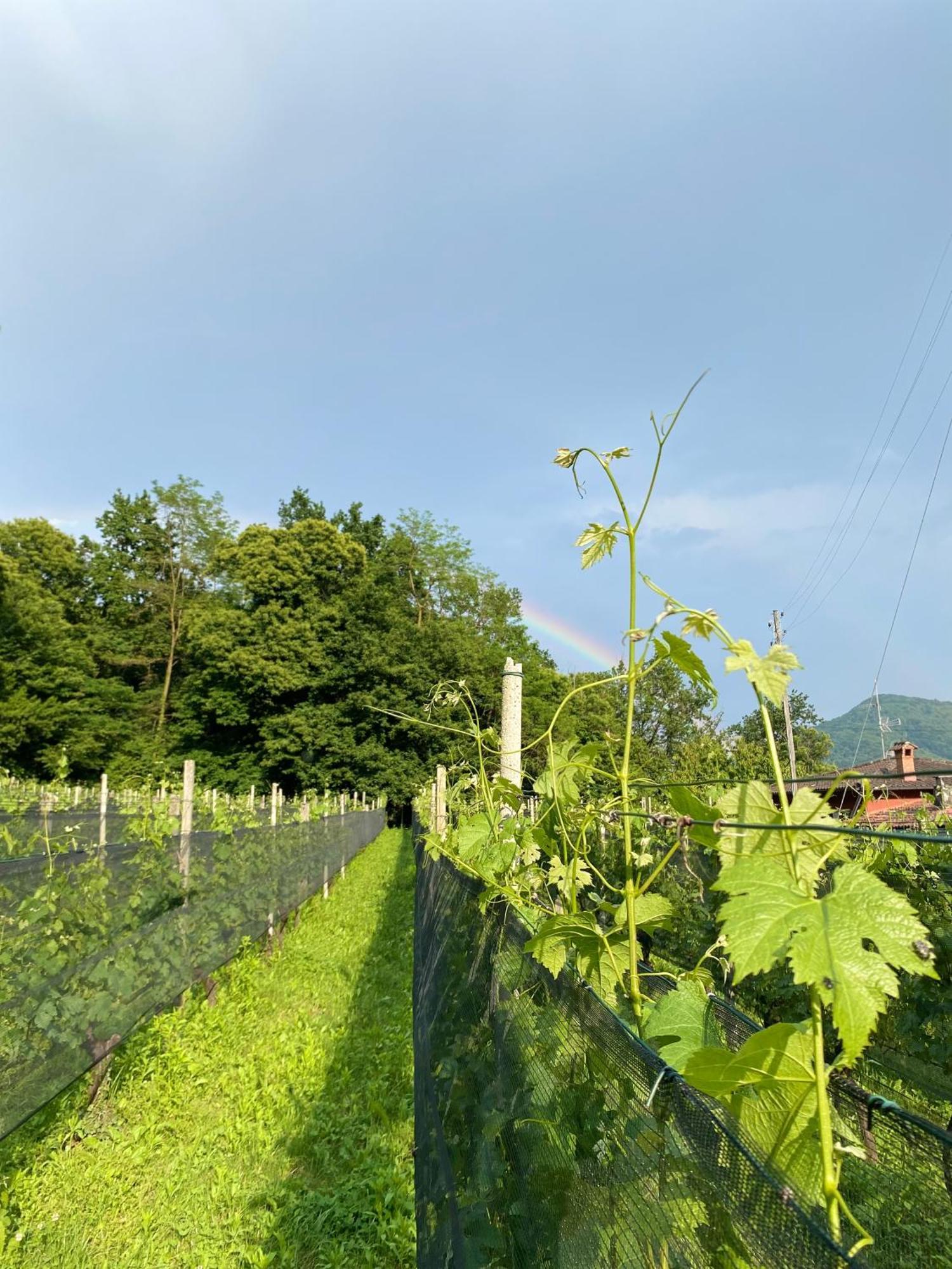 Appartamento Di Vacanza Tra I Vigneti Ponte Cremenaga Exterior foto