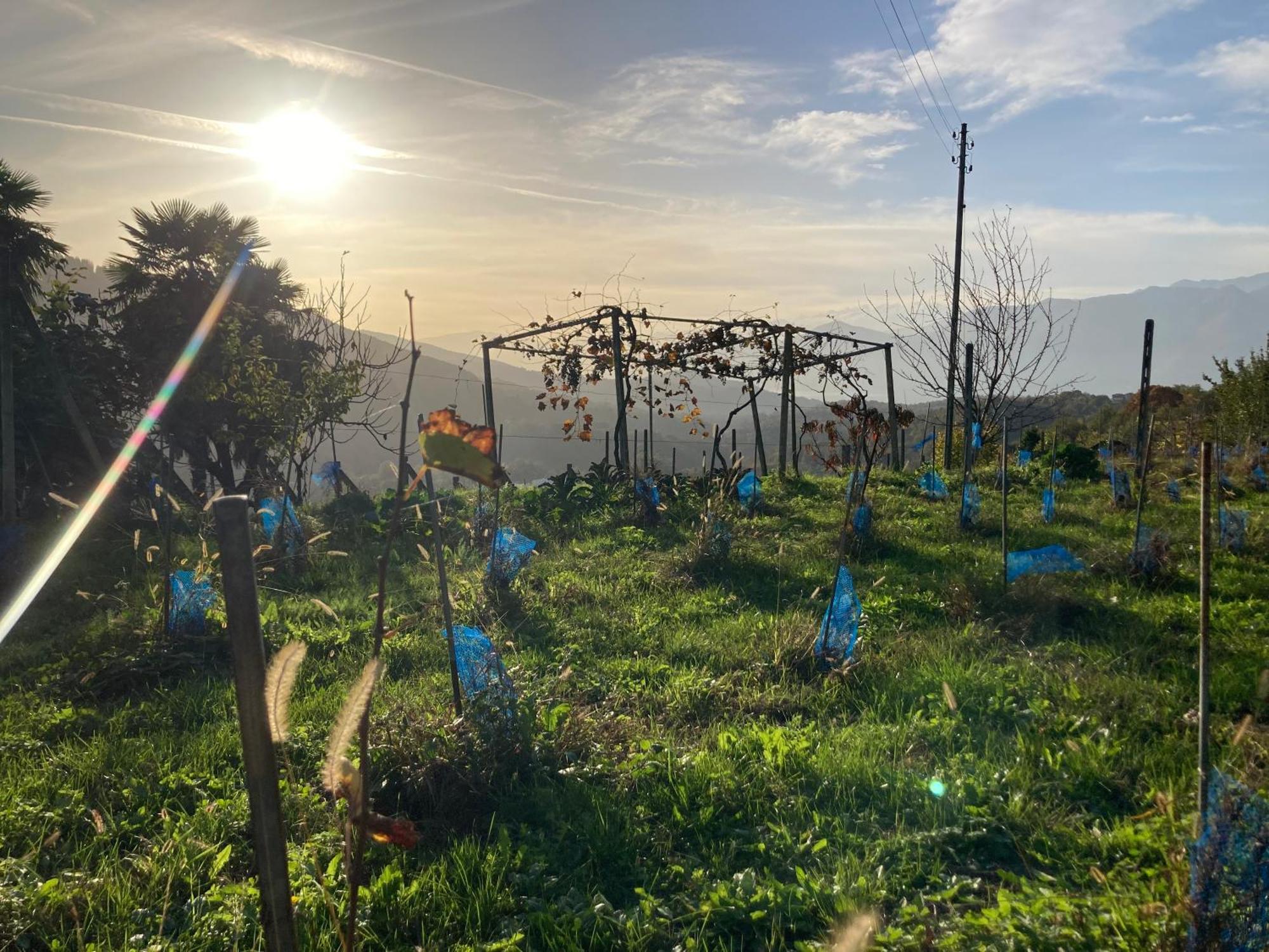 Appartamento Di Vacanza Tra I Vigneti Ponte Cremenaga Exterior foto