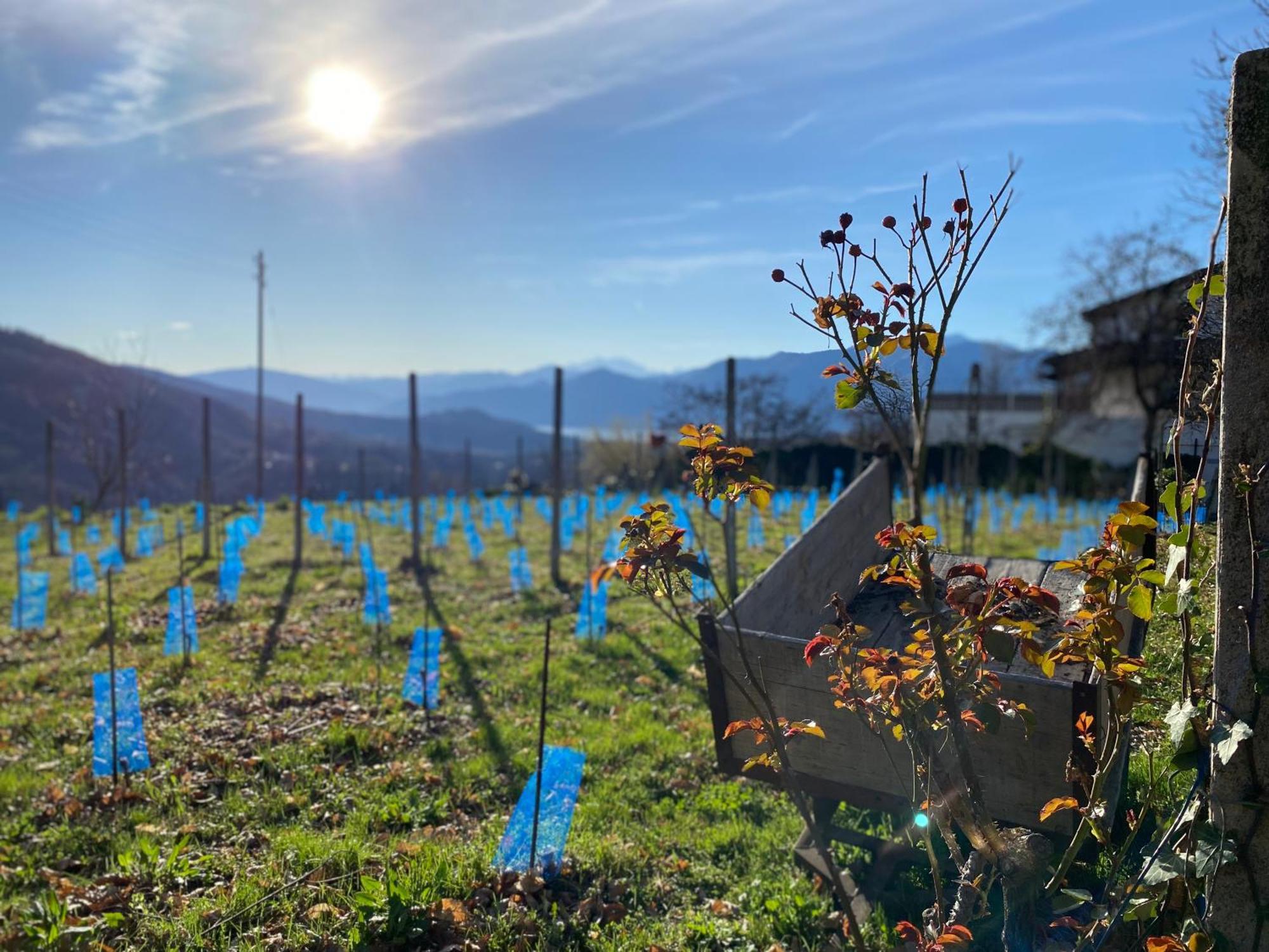 Appartamento Di Vacanza Tra I Vigneti Ponte Cremenaga Exterior foto