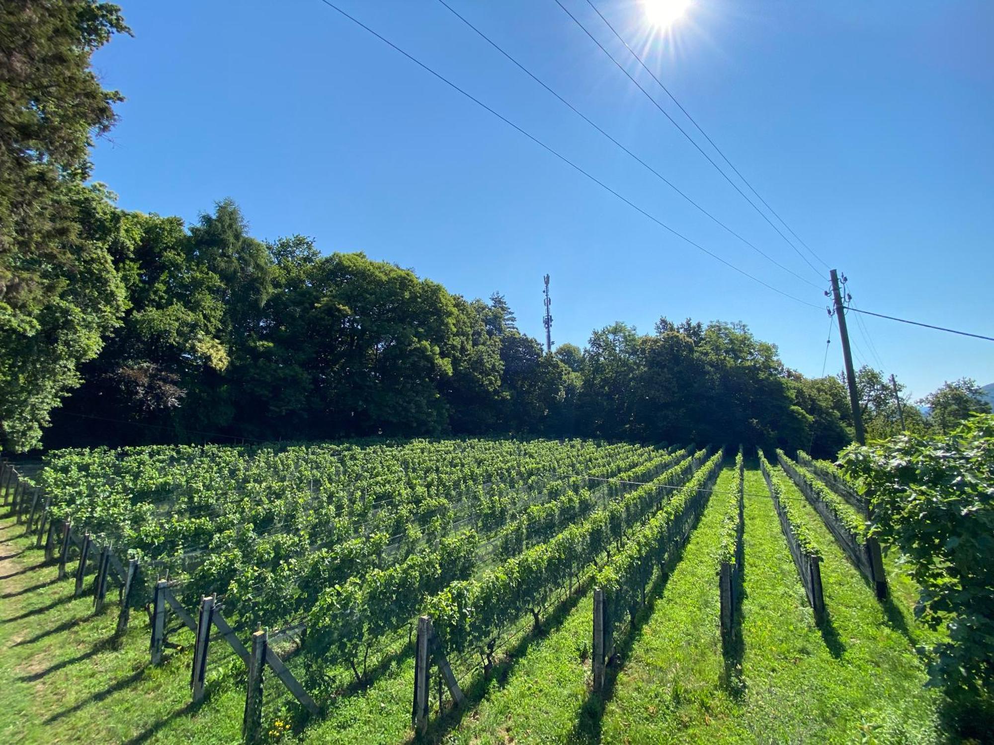 Appartamento Di Vacanza Tra I Vigneti Ponte Cremenaga Exterior foto